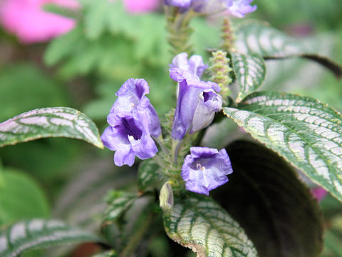 Shu Homepage ストロビランテス ディエリアヌス Strobilanthes Dyerianus