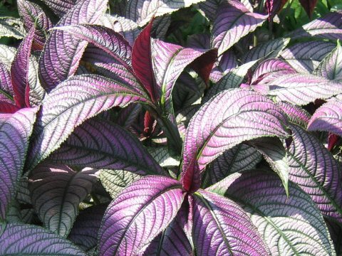 Shu Homepage ストロビランテス ディエリアヌス Strobilanthes Dyerianus