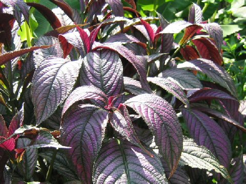 Strobilanthes dyerianus