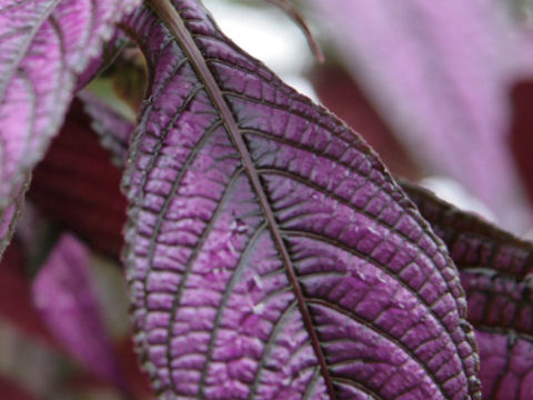 Strobilanthes dyerianus