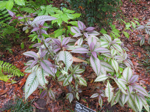 Strobilanthes dyerianus