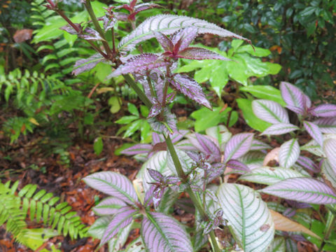 Strobilanthes dyerianus