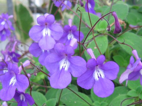 Streptocarpus cv. Concord Blue