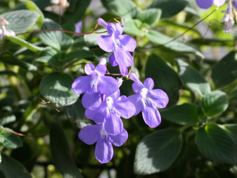 Streptocarpus cv. Concord Blue