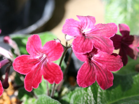 Streptocarpus cv.