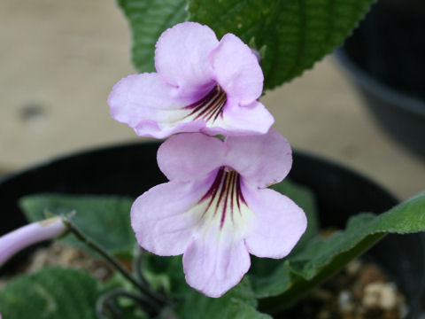 Streptocarpus cv.