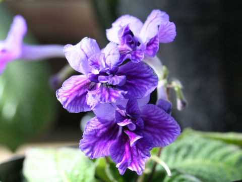 Streptocarpus cv.