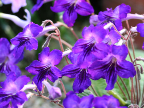 Streptocarpus cv.