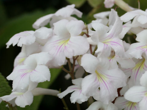 Streptocarpus cv.