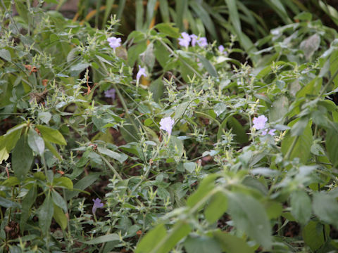 Strobilanthes formosana