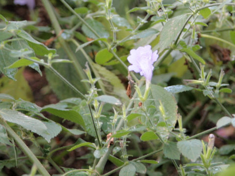 Strobilanthes formosana