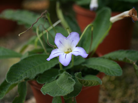 Streptocarpus formosus