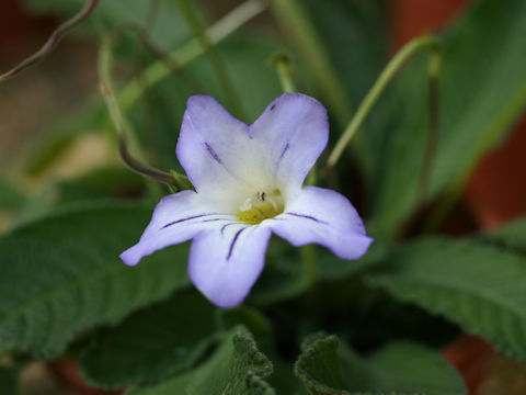 Streptocarpus formosus