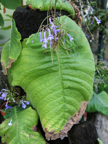 Streptocarpus grandis