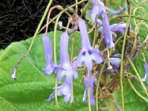 Streptocarpus grandis