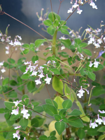 Streptocarpus pallidiflorus