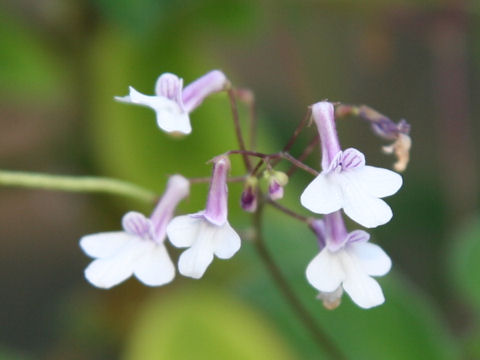 Streptocarpus pallidiflorus