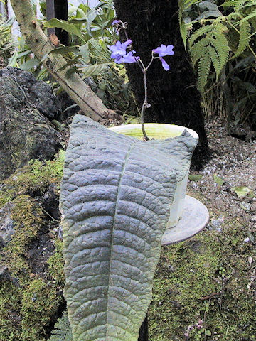 Streptocarpus porphyrostachys