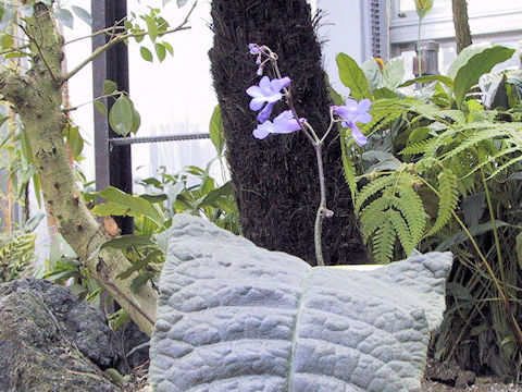 Streptocarpus porphyrostachys