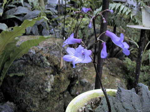 Streptocarpus porphyrostachys