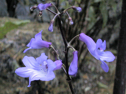 Streptocarpus porphyrostachys