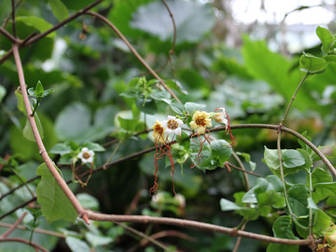 Strophanthus preussii