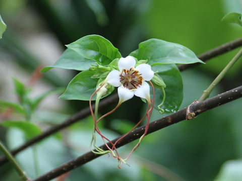 Strophanthus preussii