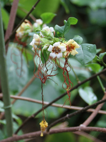 Strophanthus preussii