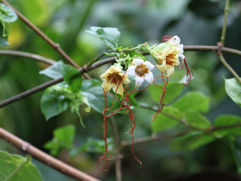 Strophanthus preussii