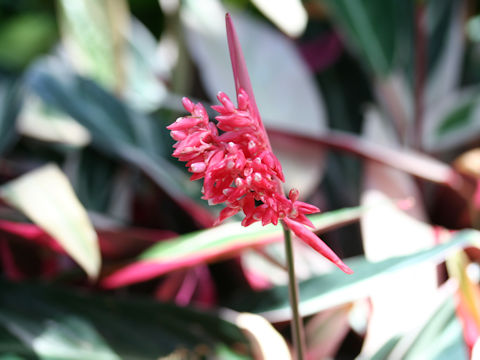 Stromanthe sanguinea cv. Tricolor