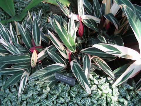 Stromanthe sanguinea cv. Tricolor