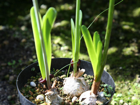 Strumaria truncata