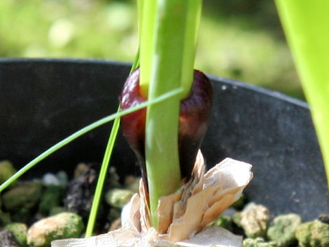 Strumaria truncata