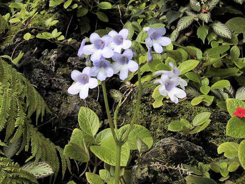 Streptcarpus wendlandii