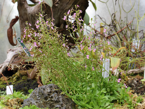 Stylidium debile