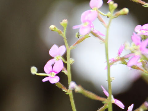 Stylidium debile