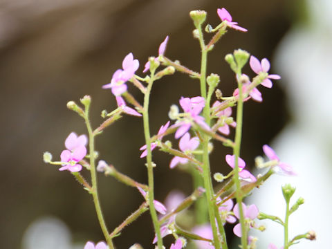 Stylidium debile