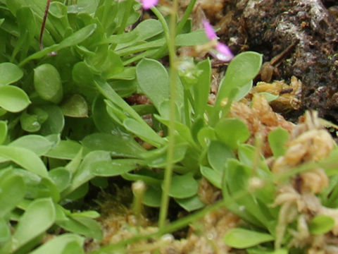 Stylidium debile