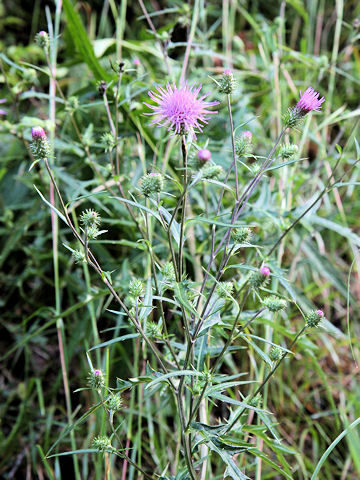 Cirsium suzukaense