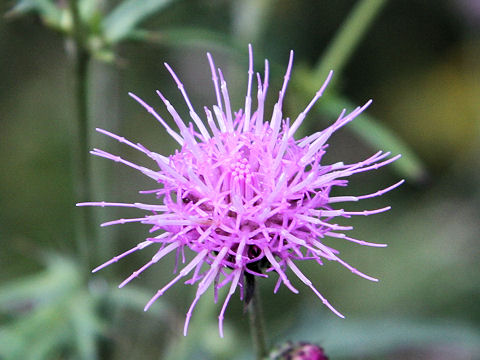 Cirsium suzukaense