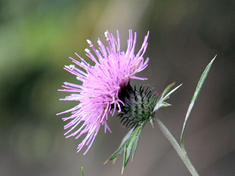 Cirsium suzukaense