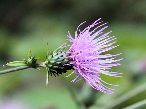 Cirsium suzukaense