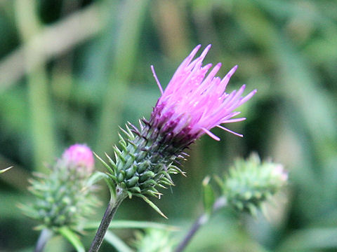 Cirsium suzukaense