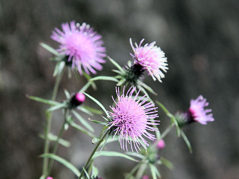 Cirsium suzukaense