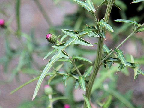 Cirsium suzukaense