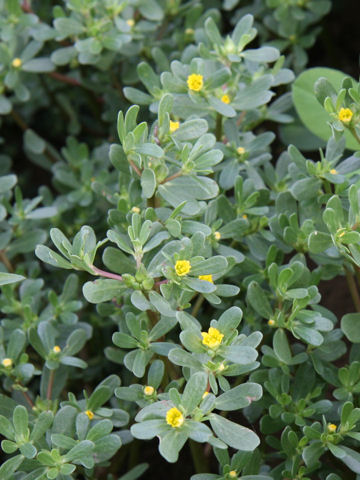 Portulaca oleracea