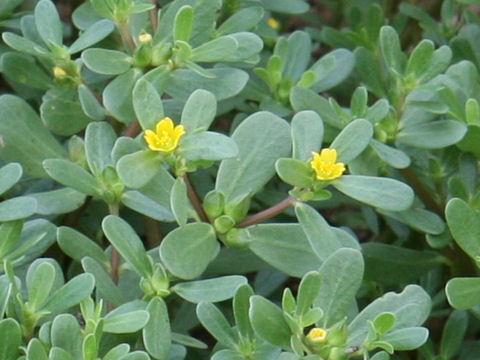 Portulaca oleracea