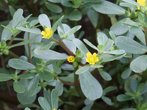 Portulaca oleracea