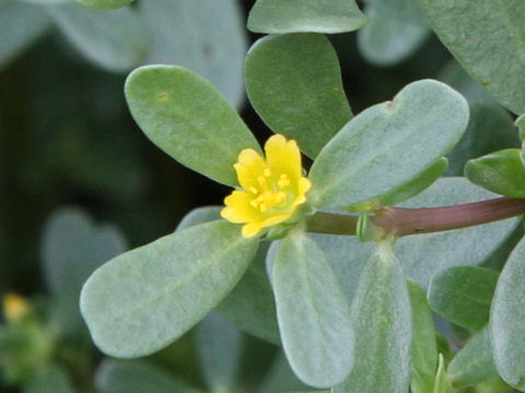 Portulaca oleracea