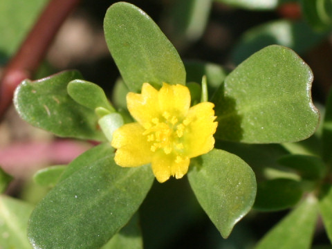 Portulaca oleracea